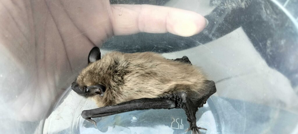 Twilight Bat Removal