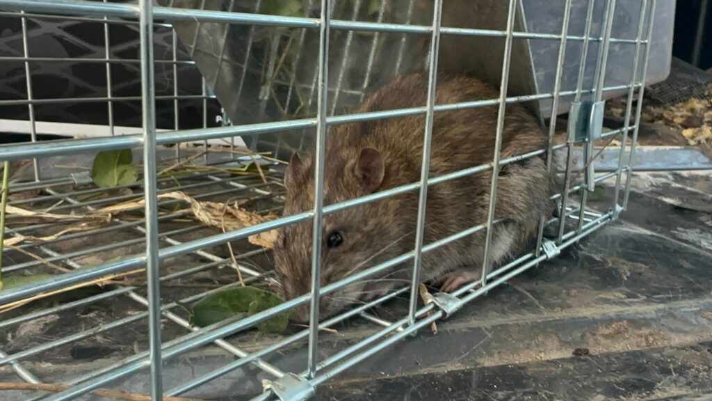 Twilight Bat Removal